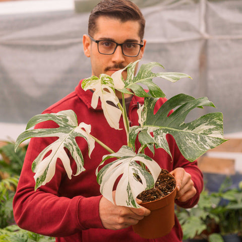 Simegarden Monstera variegata 17 cm