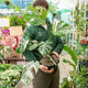 Simegarden Monstera variegata 21 cm