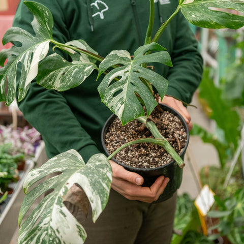 Simegarden Monstera variegata