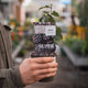 Simegarden Mora black satin 12 cm