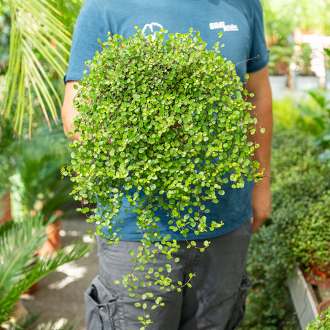 Simegarden Muehlenbeckia complexa 17 cm