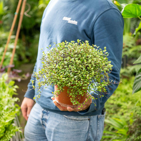 Simegarden Muehlenbeckia complexa 17 cm