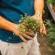 Simegarden Muehlenbeckia complexa 9 cm