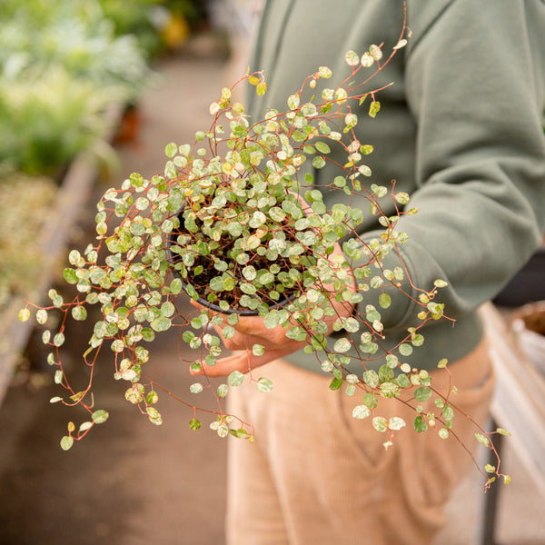 mühlenbeckia variegata Muehlenbeckia complexa variegata