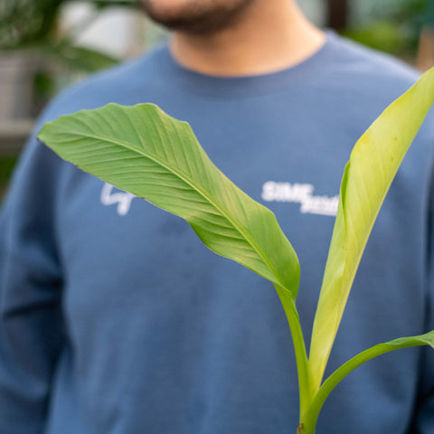 Simegarden Musa basjoo