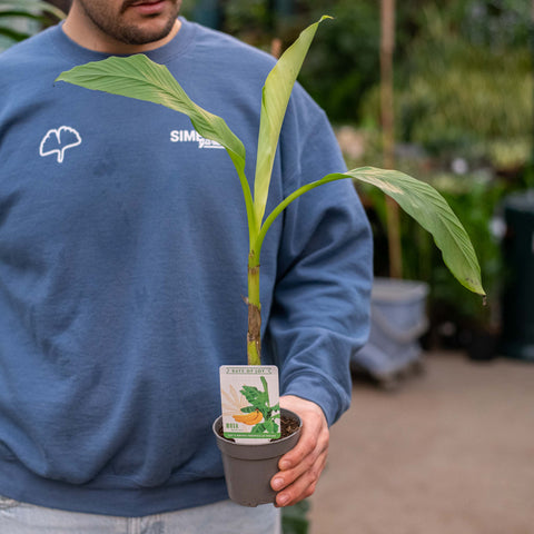 Simegarden Musa basjoo