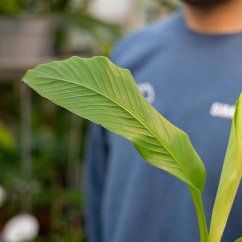 Simegarden Musa basjoo