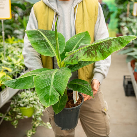 Simegarden Musa tropicana 21 cm - >90 cm