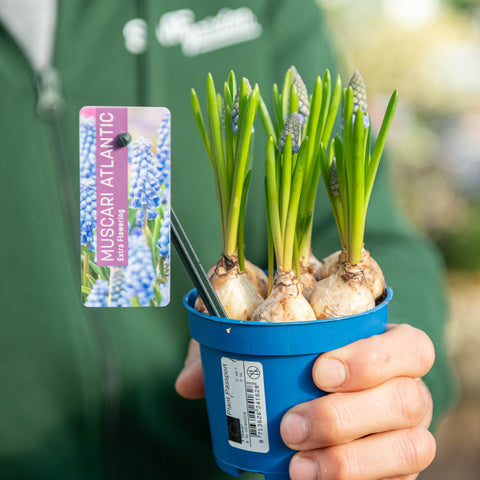 Simegarden Muscari atlantico 9 cm