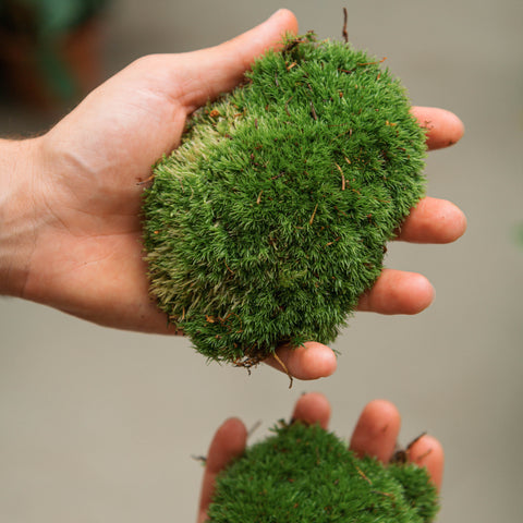Simegarden Muschio a cuscino