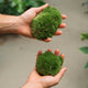 Simegarden Muschio a cuscino
