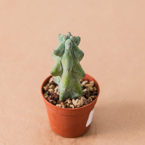 Simegarden Myrtillocactus geometrizans