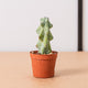 Simegarden Myrtillocactus geometrizans