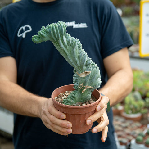 Simegarden Myrtillocactus geometrizans crestato 13 cm - PIANTA A