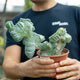Simegarden Myrtillocactus geometrizans crestato 13 cm - PIANTA B