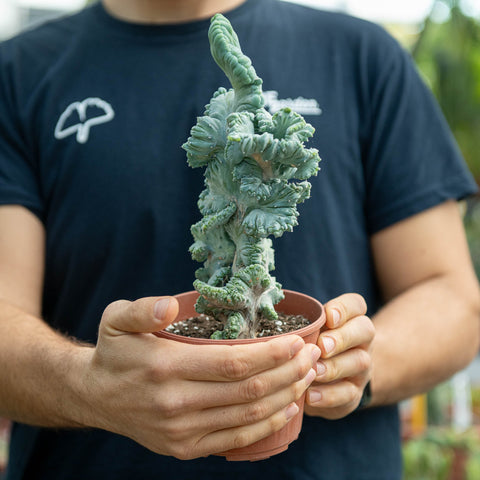 Simegarden Myrtillocactus geometrizans crestato 13 cm - PIANTA C