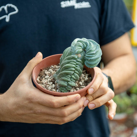 Simegarden Myrtillocactus geometrizans crestato 13 cm - PIANTA D