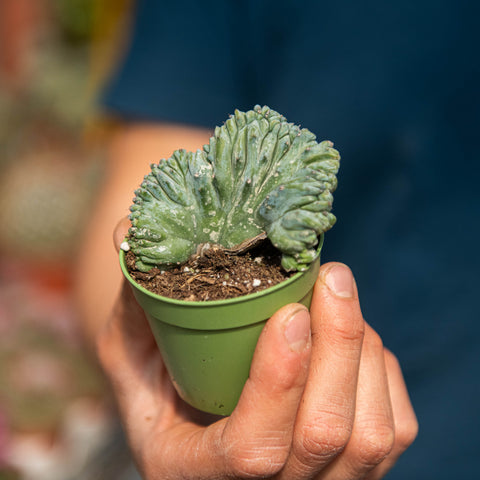 Simegarden Myrtillocactus geometrizans crestato 6.5 cm