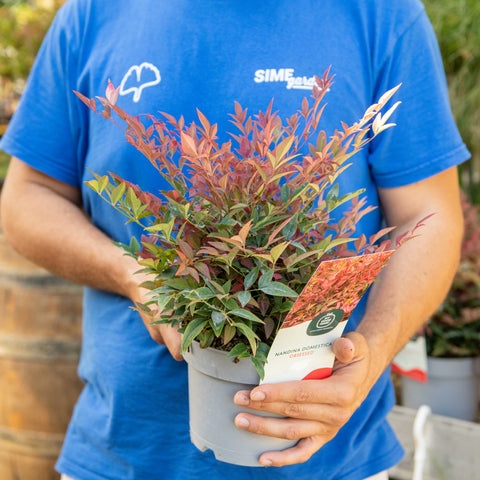 Simegarden Nandina domestica “Obsessed” 18 cm