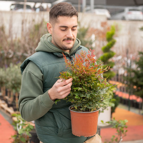 Simegarden Nandina domestica “Obsessed” 18 cm
