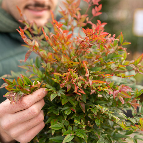 Simegarden Nandina domestica “Obsessed” 18 cm