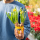 Simegarden Narciso tete a tete 9 cm