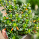 Simegarden Nematanthus gregarius 18 cm