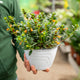 Simegarden Nematanthus gregarius 18 cm