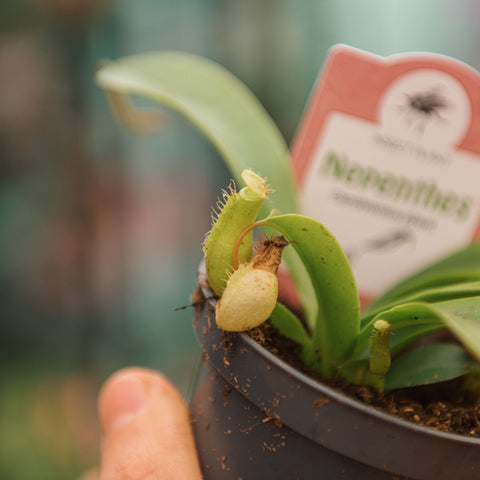 Simegarden Nepenthes alata 9 cm