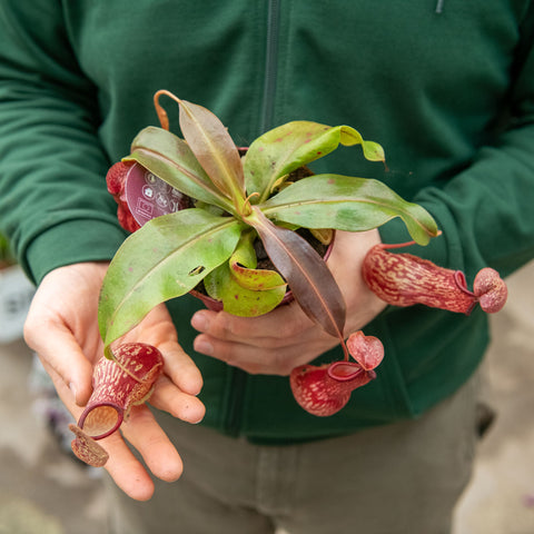 Simegarden Nepenthes x gaya