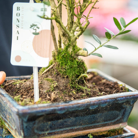 Simegarden Olivastro bonsai 20 cm