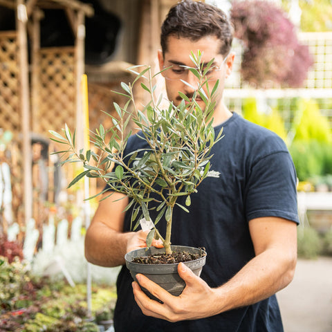 Simegarden Olivo bonsai 17 cm - ciotola in plastica