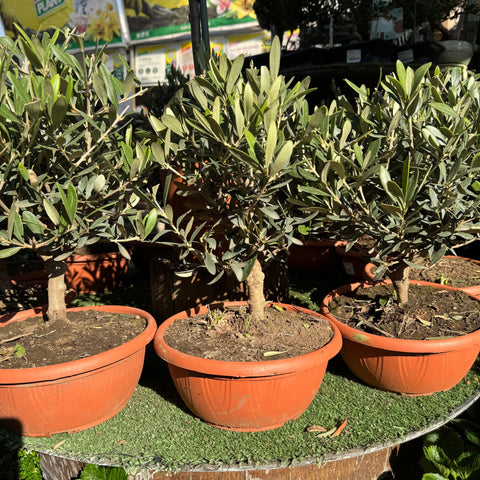 Simegarden Olivo bonsai 21 cm