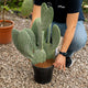 Simegarden Opuntia ficus indica