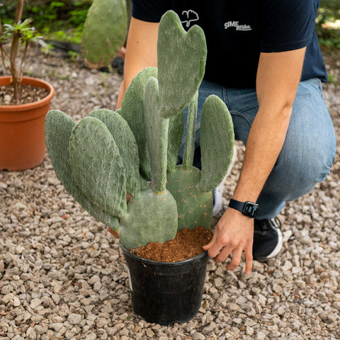 Simegarden Opuntia ficus indica