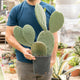 Simegarden Opuntia ficus indica 17 cm - ramificata