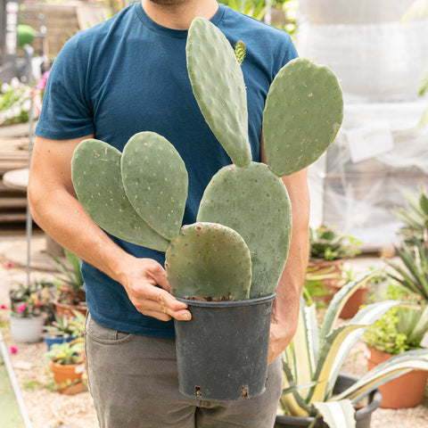 Simegarden Opuntia ficus indica 17 cm - ramificata