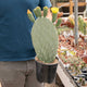 Simegarden Opuntia ficus indica 17 cm - singola