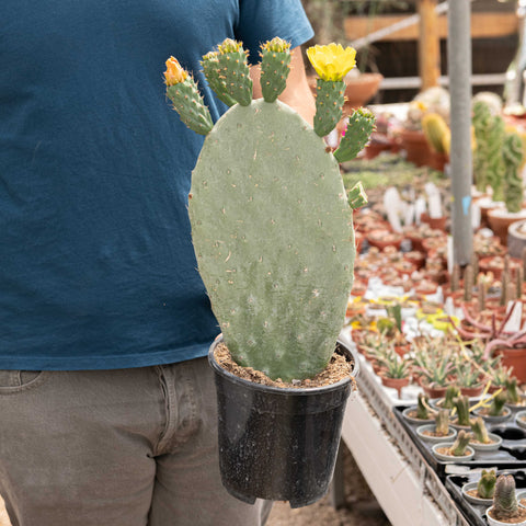 Simegarden Opuntia ficus indica 17 cm - singola
