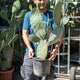 Simegarden Opuntia ficus indica 26 cm