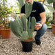 Simegarden Opuntia ficus indica 26 cm