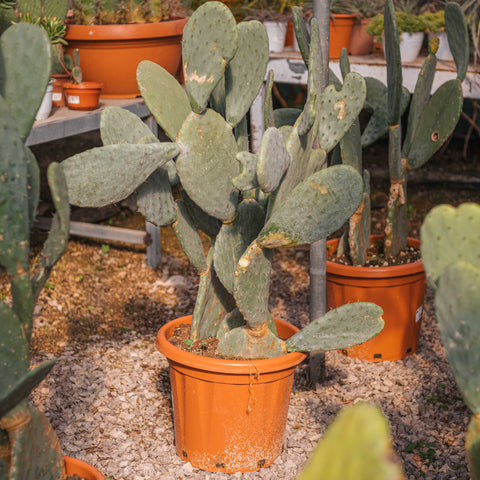 Simegarden Opuntia ficus indica 35 cm