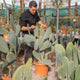 Simegarden Opuntia ficus indica