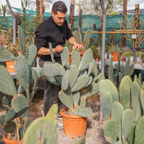 Simegarden Opuntia ficus indica