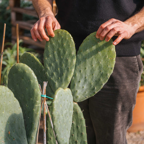 Simegarden Opuntia ficus indica