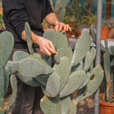 Simegarden Opuntia ficus indica