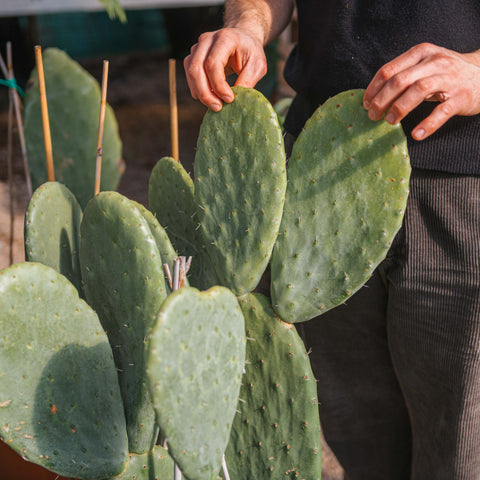 Simegarden Opuntia ficus indica