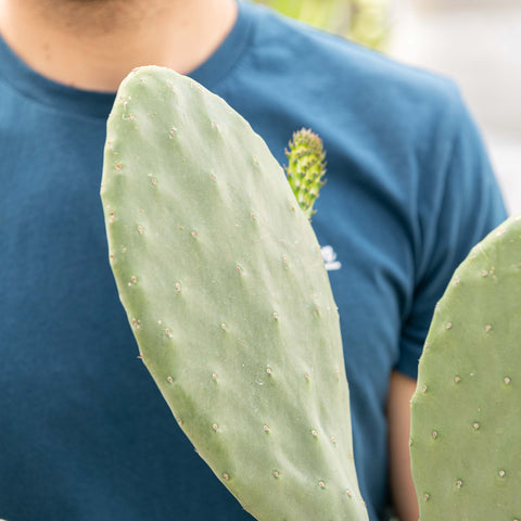 Simegarden Opuntia ficus indica