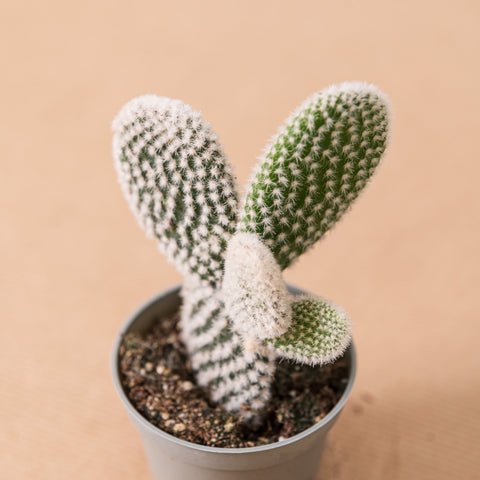 Simegarden Opuntia microdasys