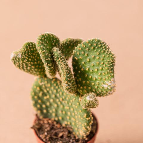 Simegarden Opuntia microdasys